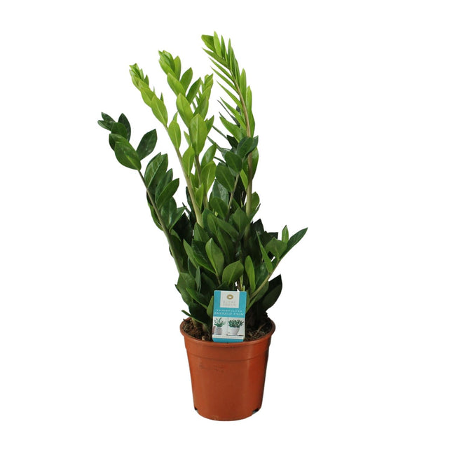 Zamioculcas Zamiifolia - ZZ-Pflanze - ↕65cm - Ø17cm