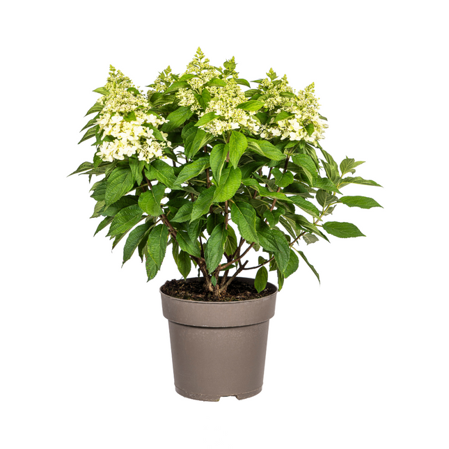 Hydrangea paniculata blanche Ø24cm - ↕70 - 80cm