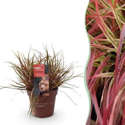 Uncinia rubra Everflame - Red - ↕50cm - Ø17cm