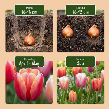 120x Tulipa Glowing with pride - Bloembollen - Tulp Glowing with pride - Diversen - Voorjaarsbloeier - Bolmaat 11/12