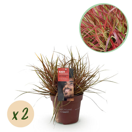 Uncinia Rubra Everflame – Rote Segge – 2x – ↕50cm – Ø17cm
