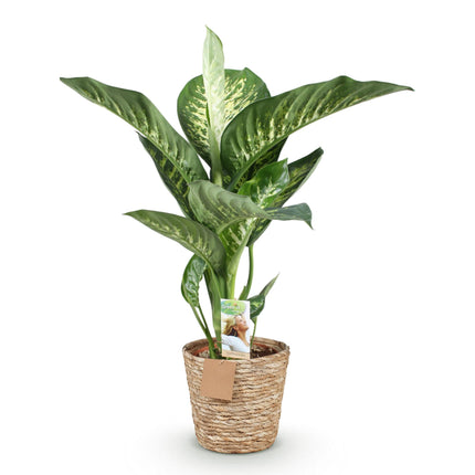 Dieffenbachia Tropic Snow - met mand - ↕90-100cm - Ø21cm