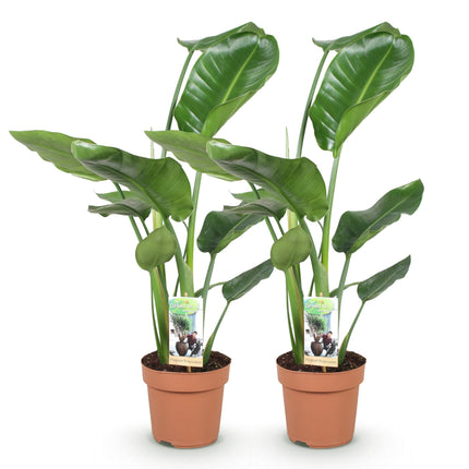 Strelitzia Nicolai - Bird of Paradise flower - ↕70-90cm - Ø17cm - 2x
