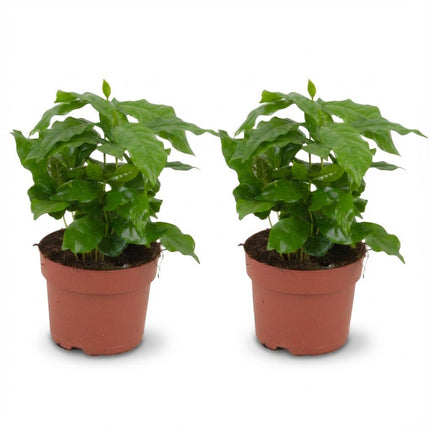 Coffea Arabica Coffee plant - ↕25cm - Ø12cm - 2x
