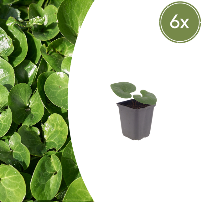 Asarum europaeum - Mansoor - ↕10-25cm - Ø9cm - 6x