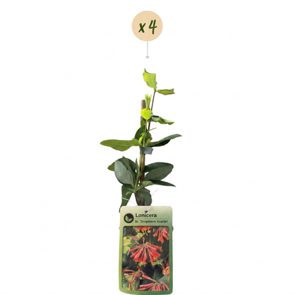Lonicera br. 'Dropmore Scarlet' - Kamperfoelie 'Dropmore Scarlet' 4x - Rood-Geel - Klimplant - Ø9cm - ↕35cm