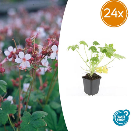 Geranium macrorrhizum 'Spessart' - ↕10-25cm - Ø9cm - 24x