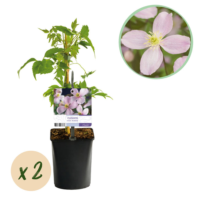 Klematis Montana Rubens - Klematis - Lyserød blomst - ↕40cm - Ø11cm - 2x