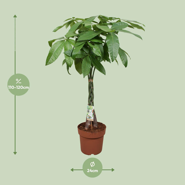 Pachira Aquatica - Geldboom - ↕120cm - Ø24cm