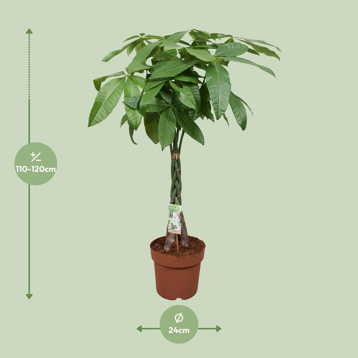 Pachira Aquatica - Geldboom - ↕120cm - Ø24cm