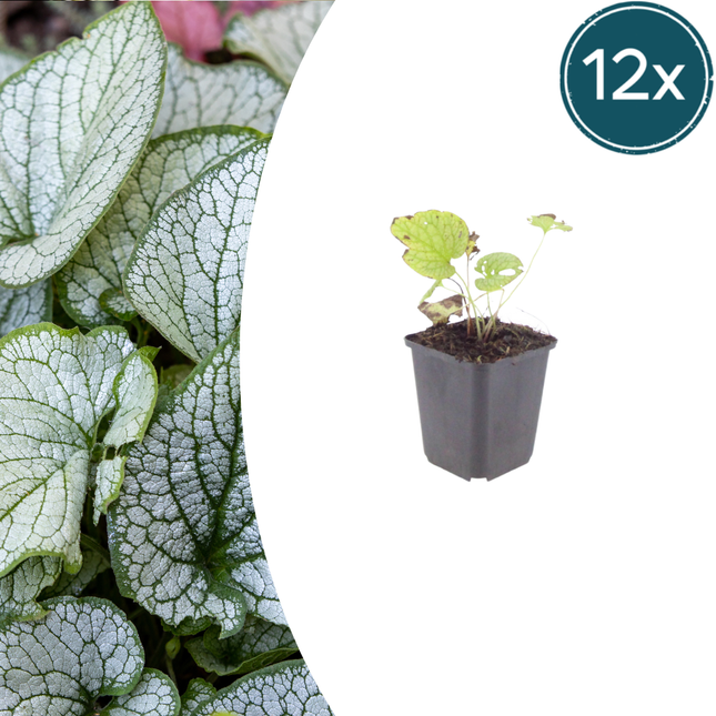 Brunnera macrophylla 'Jack Frost' - Nomeolvides del Cáucaso - ↕10-25cm - Ø9cm - 12x