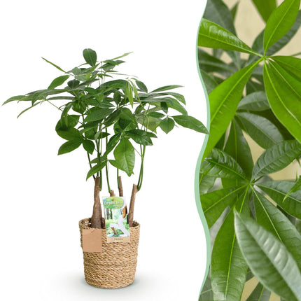 Pachira Aquatica multi-stem - Money tree - with basket - ↕50-55cm - Ø17cm