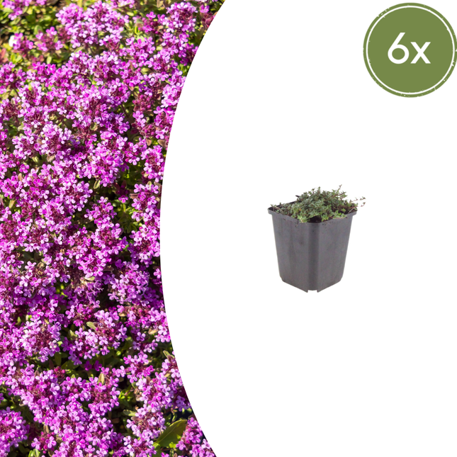 Thymus praecox 'Coccineus' - Kruiptijm - ↕10-25cm - Ø9cm - 6x