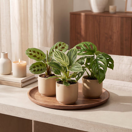 Baby Plants Surprise Box 3x - Verrassingsbox kleine planten - Diversen - Tropisch - Ø6cm - ↕5-15cm