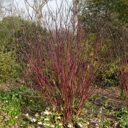 Cornus alba Kesselringii - Lilla grene - 1 plante - ↕45cm - Ø17cm
