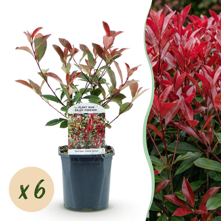 Photinia fraseri Carre Rouge - green red - 1 linear meter - ↕55cm - Ø17cm - 6x