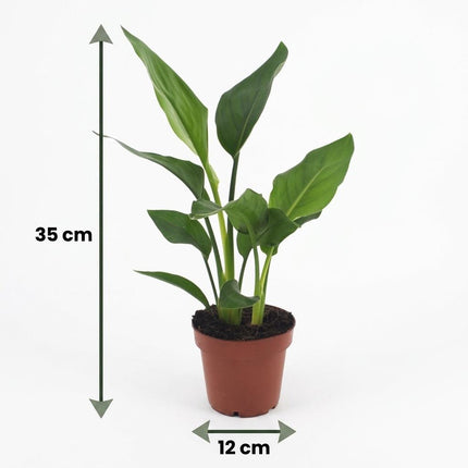 Strelitzia Reginea - Paradijsvogelplant - 2x - met Mand - Pot 12cm - Hoogte - 35cm