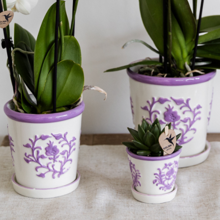 Paarse orchidee Vienna + Malaga sierpot Lila - potmaat Ø9cm | bloeiende kamerplant