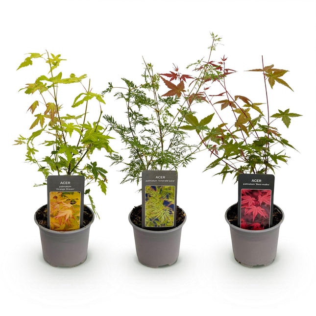 Japanese Maple - Acer Palmatum Tricolour - Red-Green-Orange - ↕35cm - Ø12cm - 3x