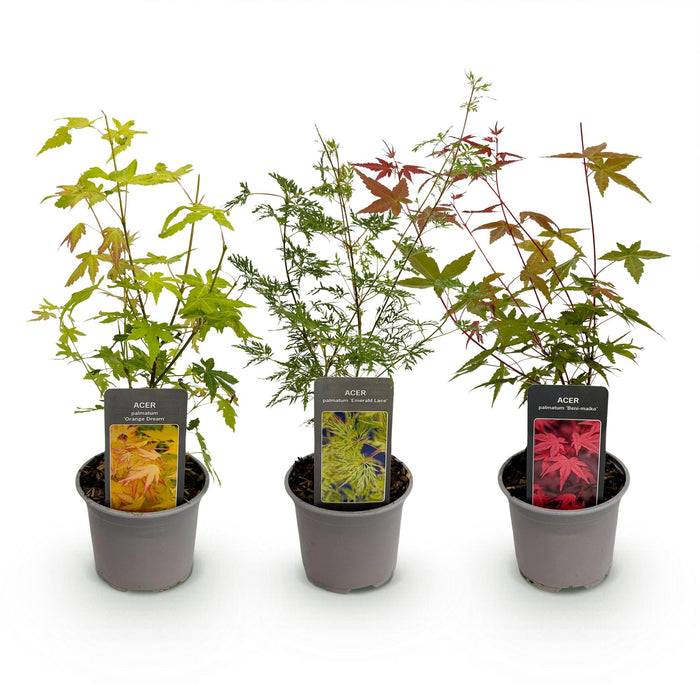 Japanse Esdoorn - Acer Palmatum Tricolour - Rood-Groen-Oranje - ↕35cm - Ø12cm - 3x