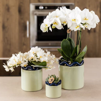 Kolibri Orchids | Combi Deal - 2 Witte Phalaenopsis Orchideeën Botanic Nazare - Ø9 cm