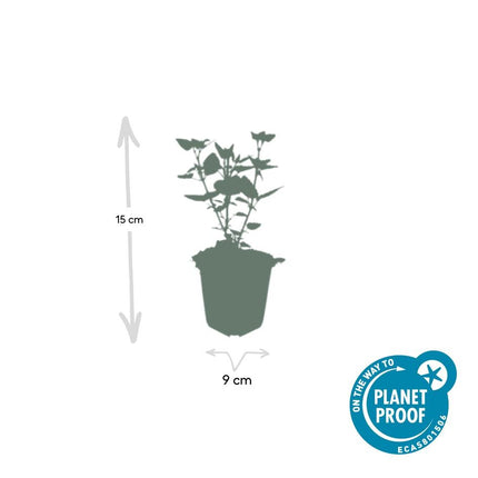 Agastache 'Blue Fortune' - Dropplant - ↕10-25cm - Ø9cm - 48x
