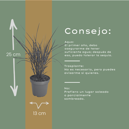 Miscanthus Sinensis ‘Zebrinus’ – Zebragras - Ø12cm - 3x
