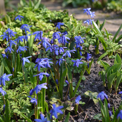 400x Scilla Siberica - Bloembollen - Siberische sterhyacint - Blauw - Verwilderingsbol - Bolmaat 7/8