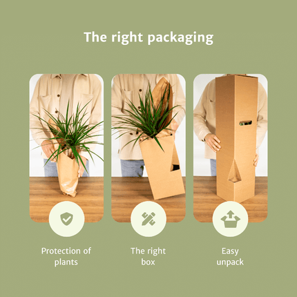 Jardinière facile à monter - 4 plantes d'intérieur - Hauteurs variées - Ø14-Ø17