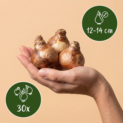 30x Narcissus large Cupped mix - Bloembollen - Grootbloemige narcis mix - Geel en Wit - Voorjaarsbloeier - Bolmaat 12/14