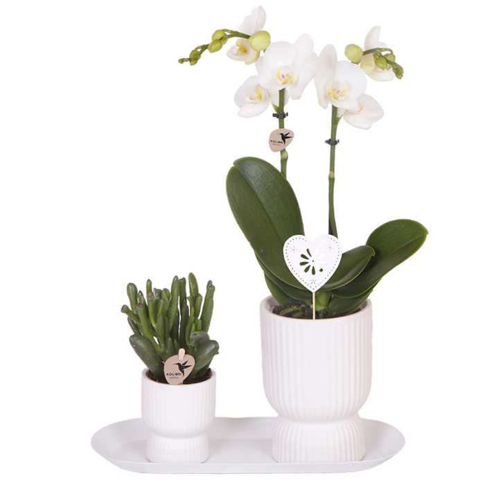Kolibri Orchids | Giftset Diabolo wit | Witte Amabilis orchidee 9cm + groene plant incl. witte sierpotten & ovaal dienblad