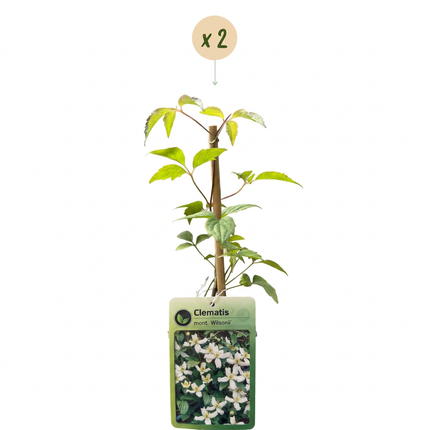 Clematis mont. 'Wilsonii' - Bergclematis 2x - Wit - Klimplant - Ø9cm - ↕35cm