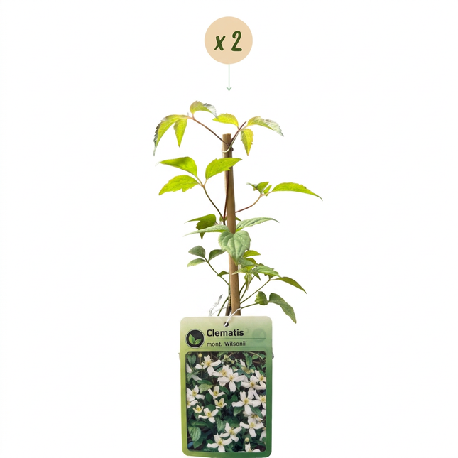 Clematis mont. 'Wilsonii' - Bergclematis 2x - Wit - Klimplant - Ø9cm - ↕35cm