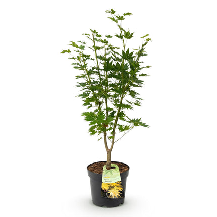 Acer palmatum Jordan - Japanse Esdoorn - Geel - ↕90cm - Ø26cm