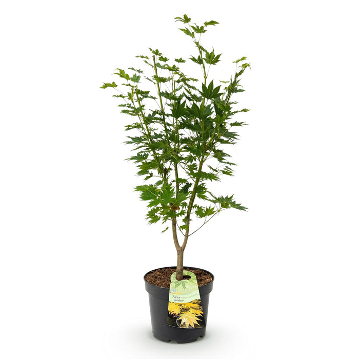 Acer palmatum Jordan - Japanse Esdoorn - Geel - ↕90cm - Ø26cm
