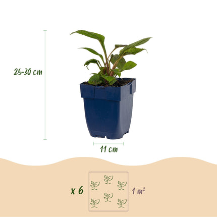 Borderpakket - Bijen en vlinderlokkend - Diversen - Soorten en kleuren - 12 Planten - Pot 11cm - Hoogte 15-25cm