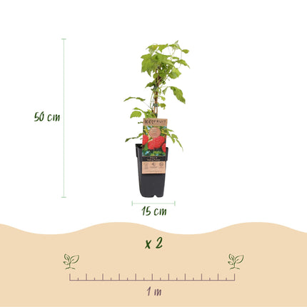 Rubus idaeus Malling Promise - Raspberry plant - Hardy - Red raspberry - 2 plants - 15cm pot - Height 50cm