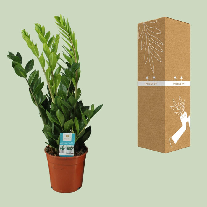 Zamioculcas Zamiifolia - ZZ Plant - ↕65cm - Ø17cm
