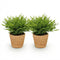 Kamerplanten In Mand