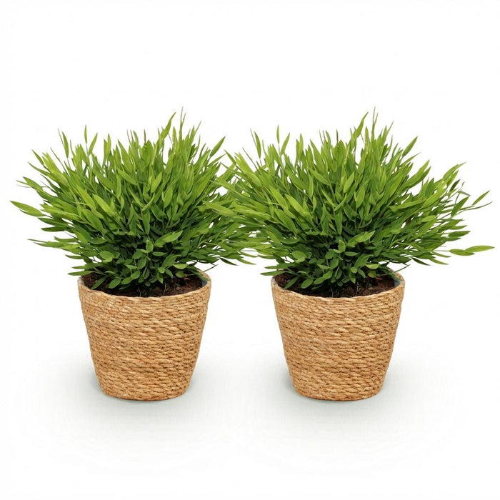Bamusa Pogonatherum Monica - Bamboegras - met Mand - ↕20cm - Ø12cm - 2x