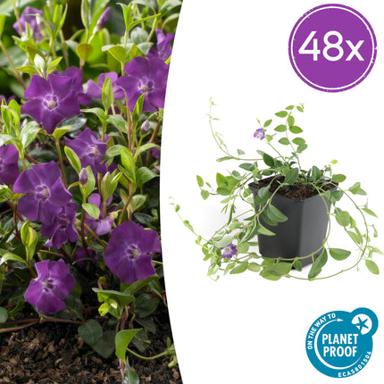 Vinca minor 'Atropurpurea' - Pervinca - ↕10-25cm - Ø9cm - 48x