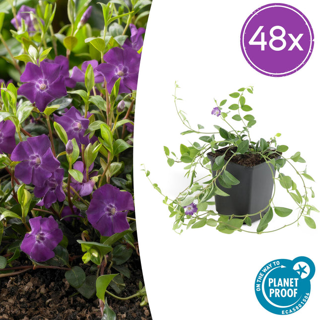 Vinca minor 'Atropurpurea' - Petite pervenche - ↕10-25cm - Ø9cm - 48x