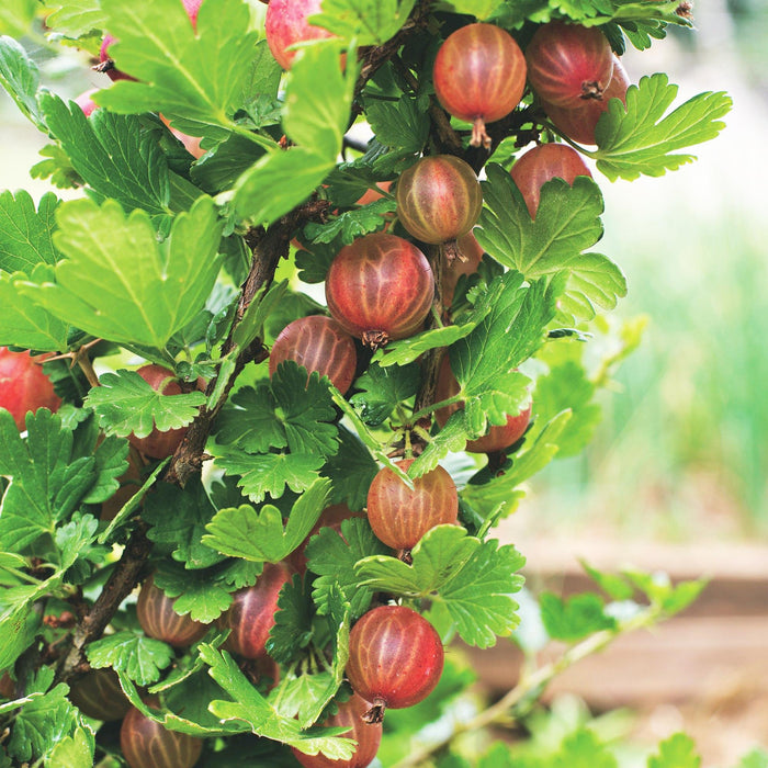 Ribes uva-crispa Hinnonmäki Röd - Uva spina - Resistente - Ribes rosso - 2 piante - Vaso da 15 cm - Altezza 50 cm