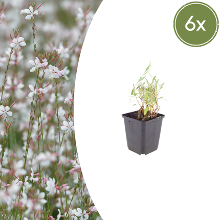 Prachtkaars - Gaura lindheimeri - ↕10-25cm - Ø9cm - 6x