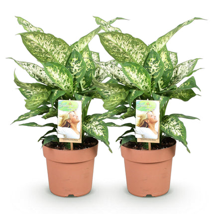Dieffenbachia Compacta - ↕45-50cm - Ø17cm - 2x