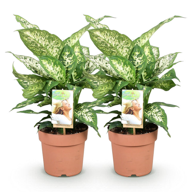 Dieffenbachia Compacta - ↕45-50cm - Ø17cm - 2x