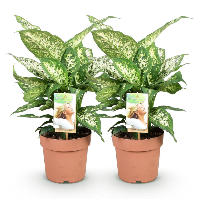 Dieffenbachia Compacta - ↕45-50cm - Ø17cm - 2x