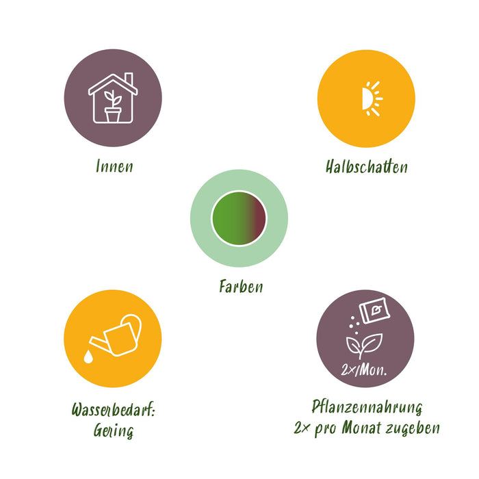Dracaena Marginata Bicolor - Drakenbloedboom - ↕70-75cm - Ø17cm - 2x
