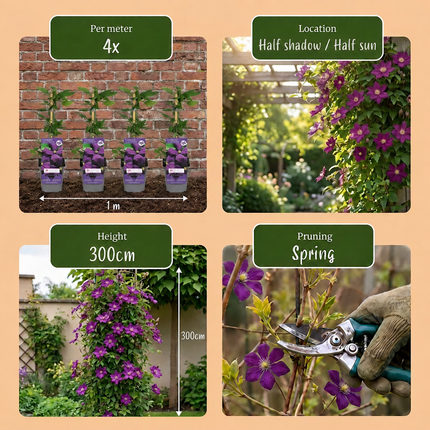 Clematis Etoile Viol - Bosrank 2x - Paars - Klimplant - Ø9cm - ↕35cm