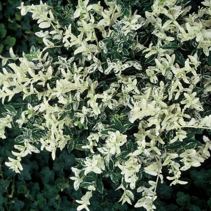 Euonymus Fortunei 'Harlequin' - Sombrero de cardenal - ↕10-25cm - Ø9cm - 48x